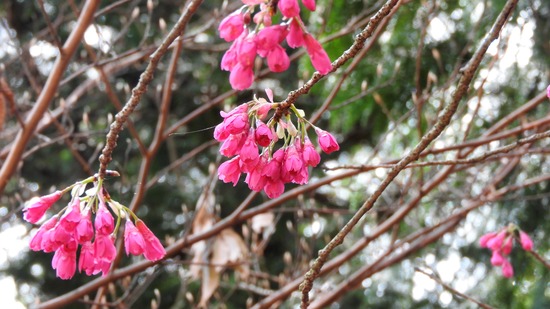 DSCN9067