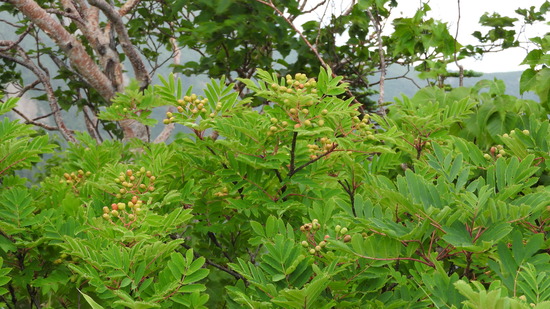 DSCN0879