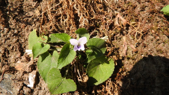 DSCN4174