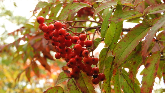 DSCN2695