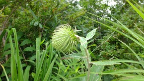 DSCF3081ss