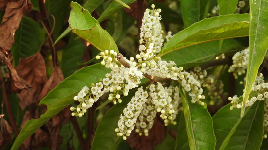 DSCN4208