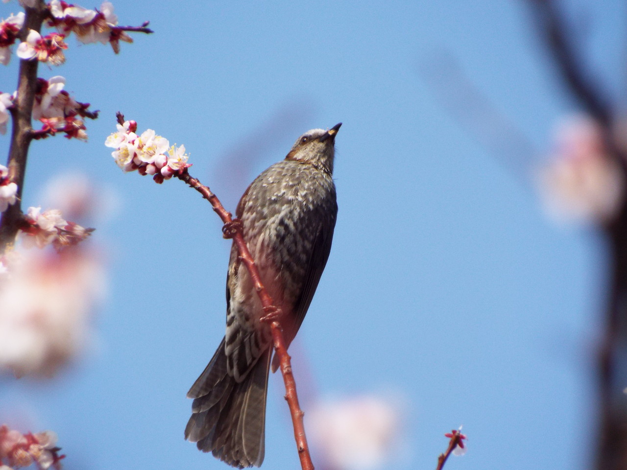 ヒヨドリ 花の蜜が大好き 梅の花の蜜を吸いに来ていました Terrace テラス