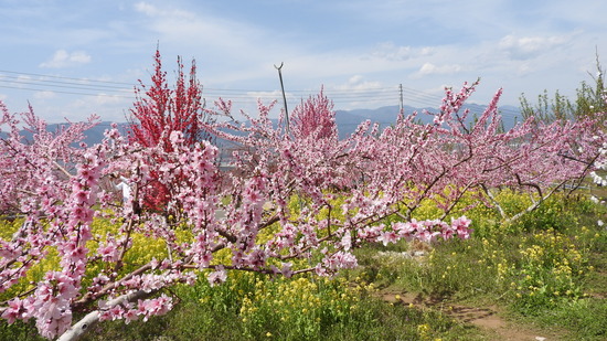 DSCN0629