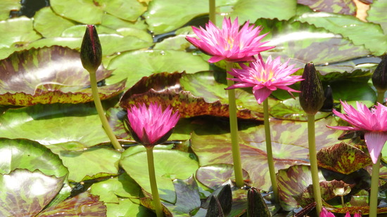 DSCN5028