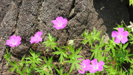 DSCN4930