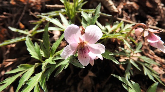 DSCN9362-1