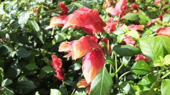 DSCF2155