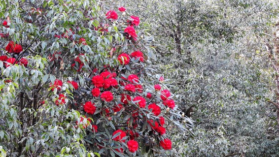 DSCN4558-1