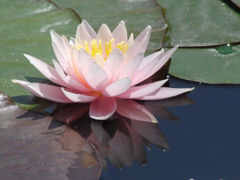 睡蓮 よどんだ水の中で Terrace テラス