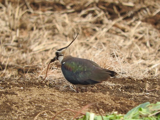 DSCN7669-1