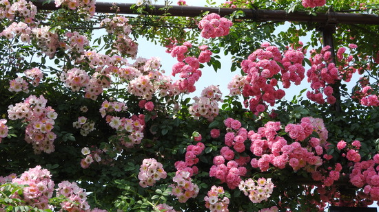 DSCN4809