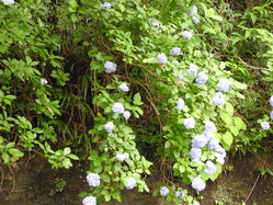 DSCN6264