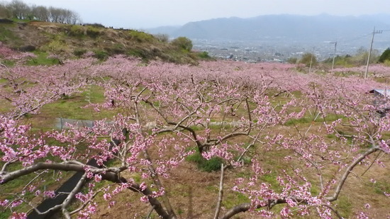 DSCN2248
