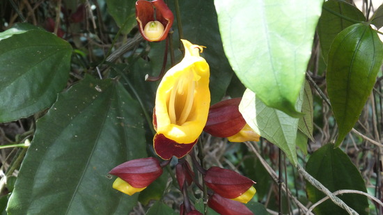 DSCF2576