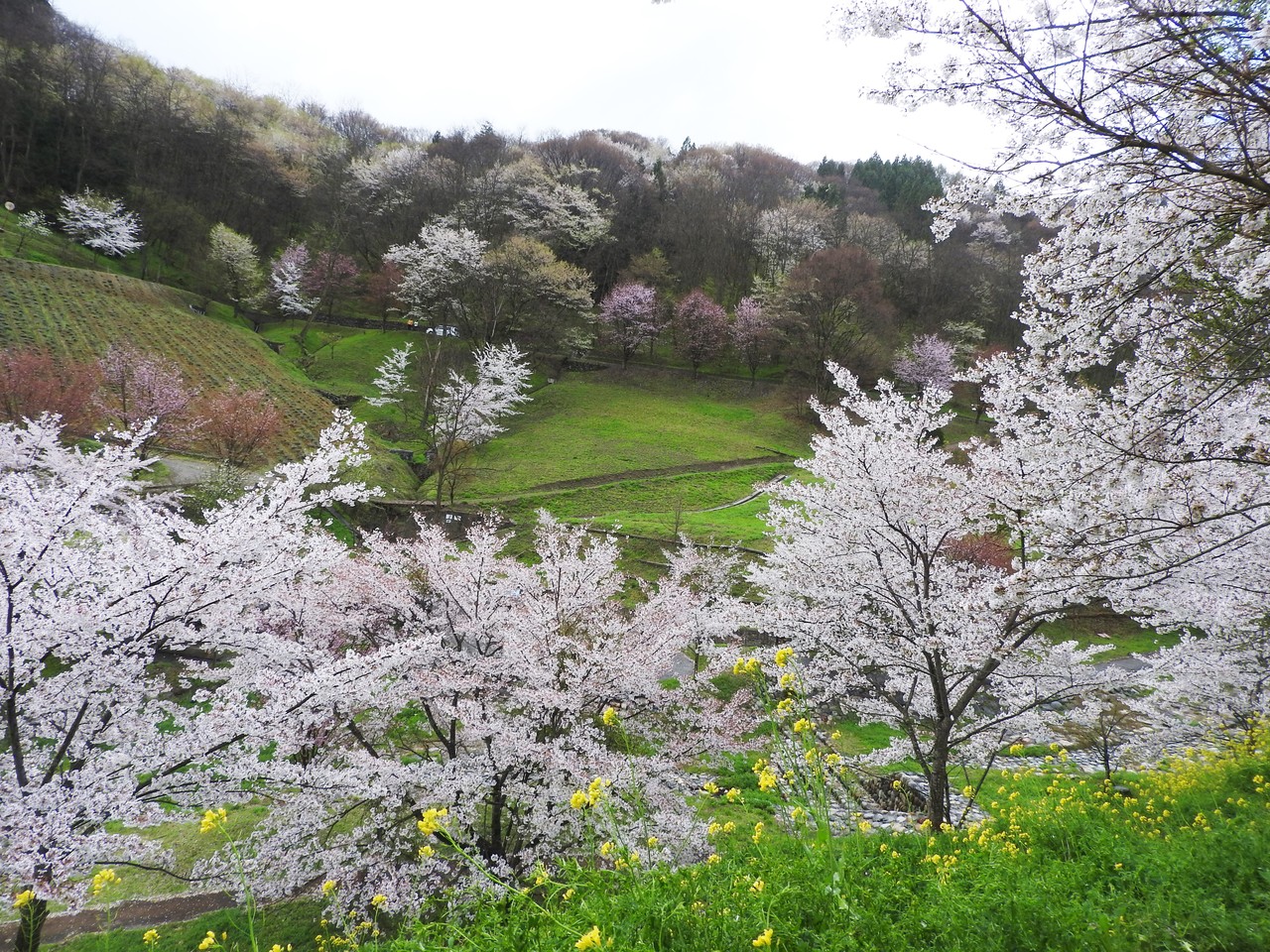 安曇野の春 池田町の桜 陸郷の山桜 桜仙峡 リクゴウノヤマザクラ オウセンキョウ Terrace テラス 安曇野の春 池田町の桜 陸郷の山桜 桜仙峡 リクゴウノヤマザクラ オウセンキョウ Terrace テラス
