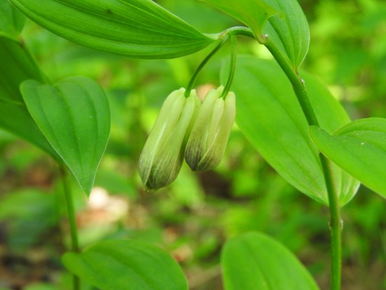 DSCN4339