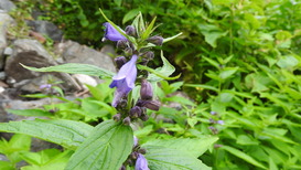 DSCN1518