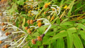 DSCN1462
