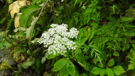 DSCN1318