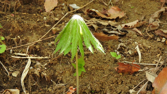 DSCN2440
