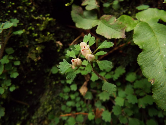 DSCF1464