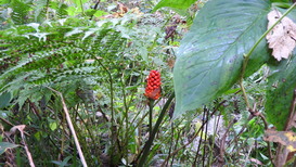 DSCN1338