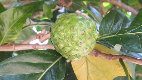 DSCF2442