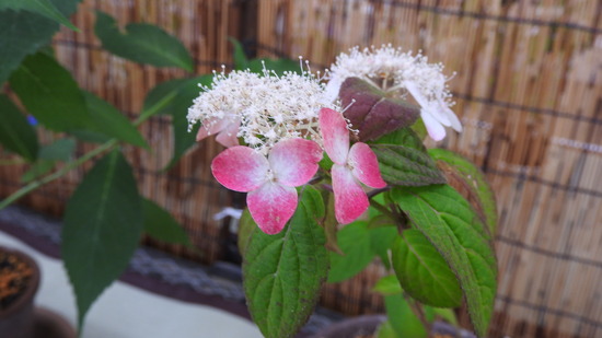 DSCN4833
