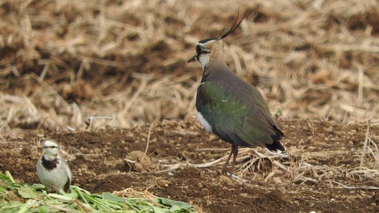 DSCN7726-1