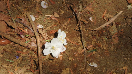 DSCN2653