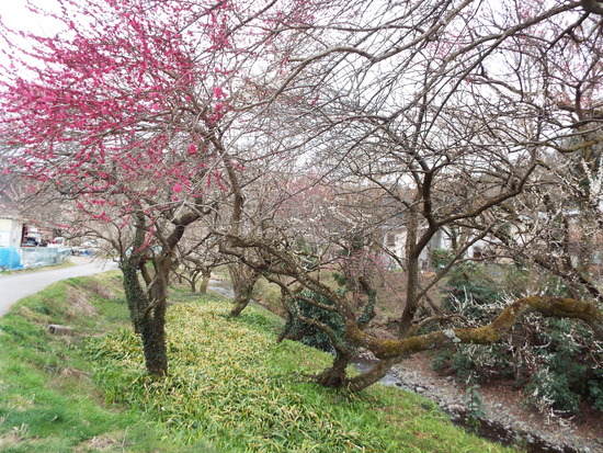 DSCF1766