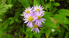 DSCN1492