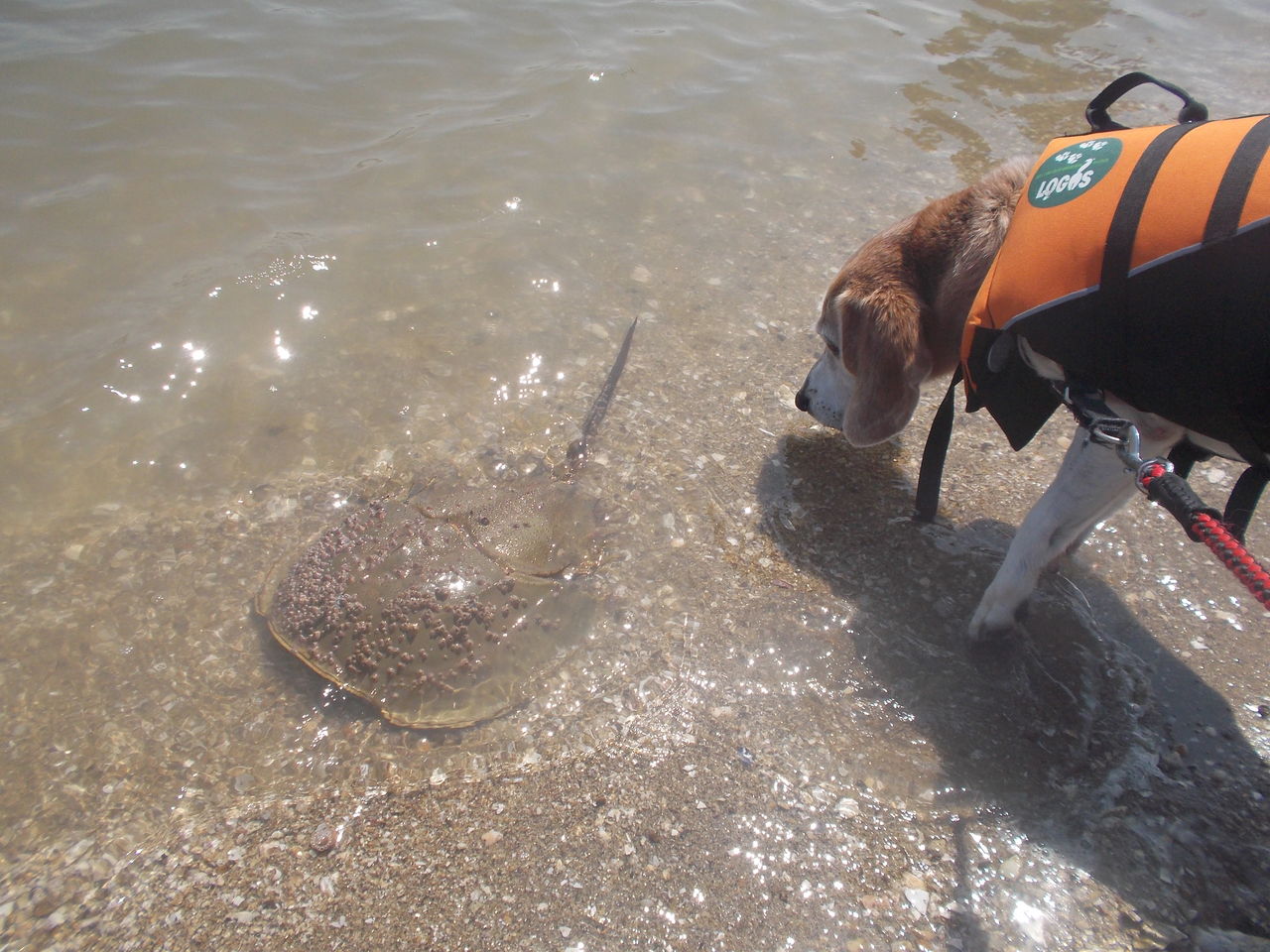 16年08月11日 北九州市曽根干潟 カブトガニ観察ｓｕｐ ｓｕｐ奮闘記 Since12 4 14