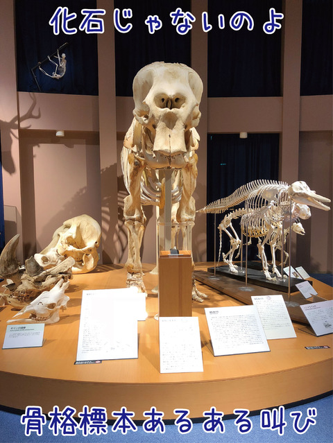 麻布大学骨格標本