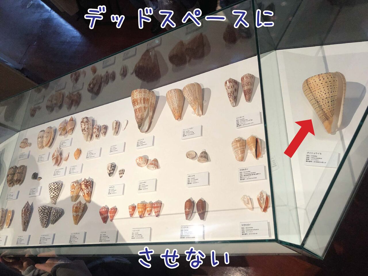 今 断面が熱い 貝殻は外見だけでなく中もため息でるほど美しい 東京大学総合研究博物館小石川分館 西宮市貝類館 ゆるジオ