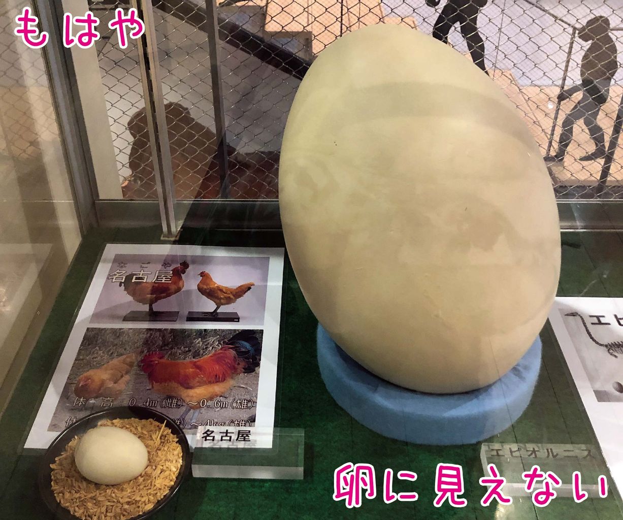ゆるジオリアル「パックンフラワー」が見られる「東京農業大学博物館」コメント