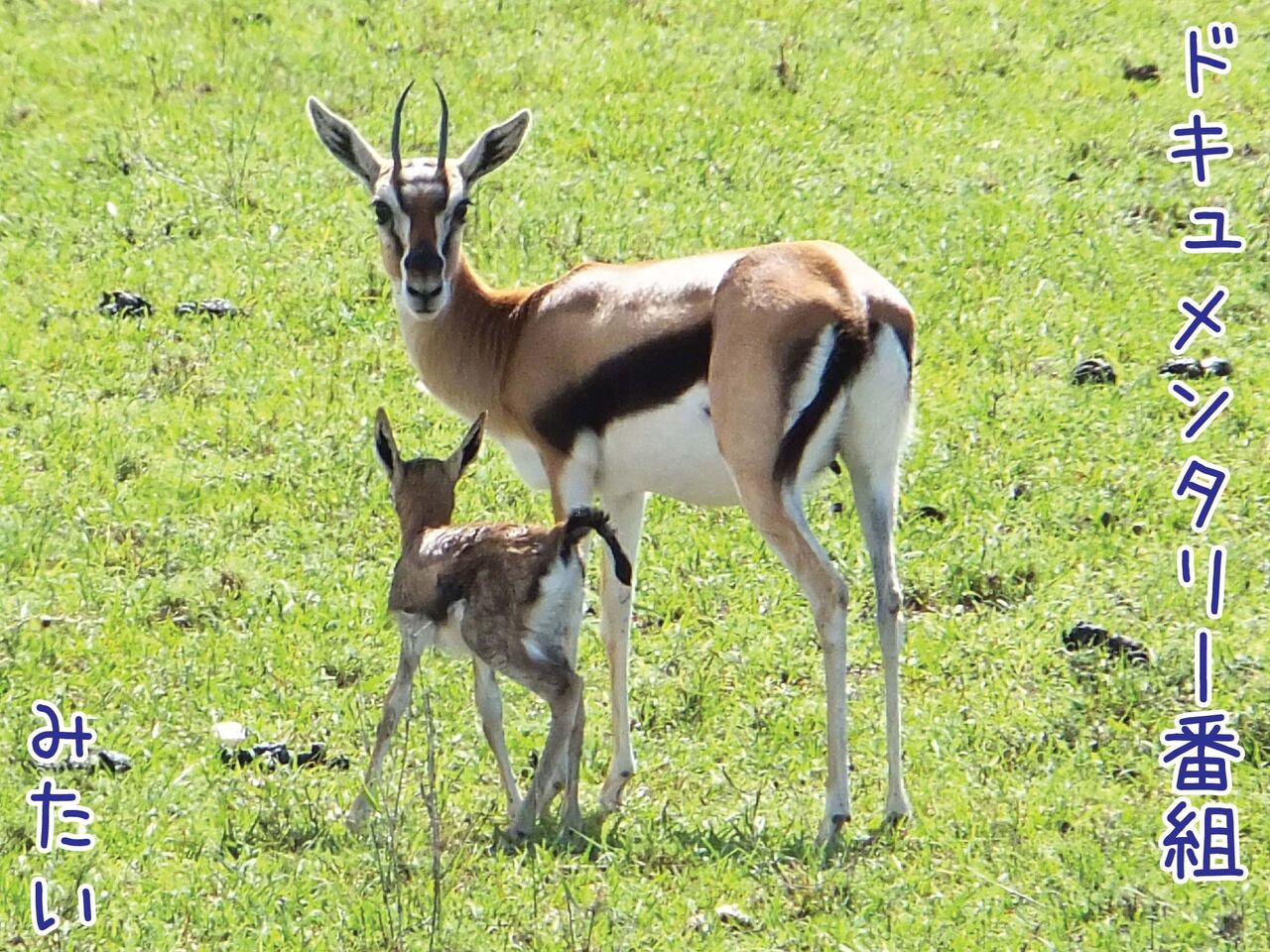 東アフリカといえばサファリ じゃなくて ダイチコウタイ ゆるジオ 東アフリカといえばサファリ じゃなくて ダイチコウタイ ゆるジオ