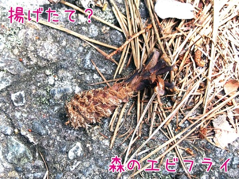 森のエビフライ