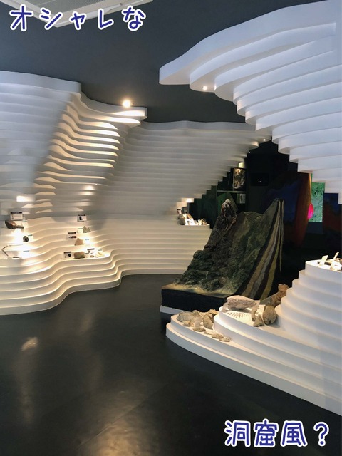 階段状になった展示台の上に化石が展示してある