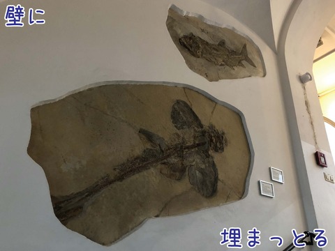 壁に埋まっている魚類化石標本