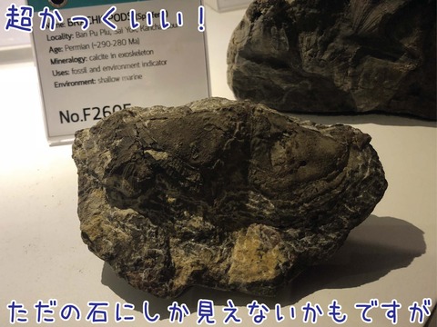 大学の近くで見つかる腕足類化石