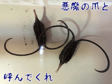 ツノゴマ
