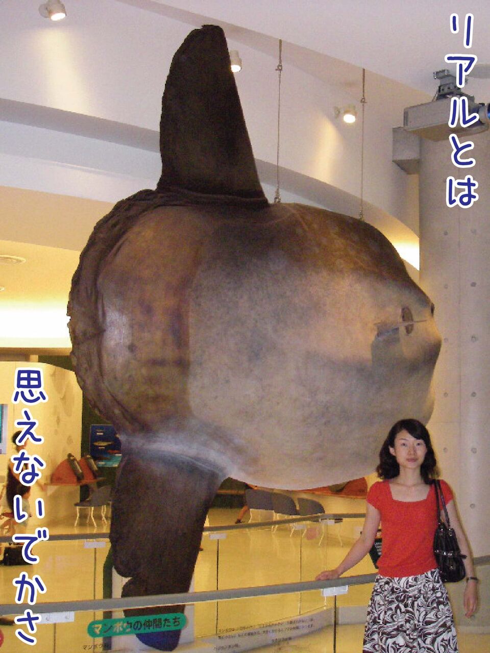 回答で年代測定できそうな 大洗 といえば何を思い浮かべますか アクアワールド茨城県大洗水族館 ゆるジオ 回答で年代測定できそうな 大洗 といえば何を思い浮かべますか アクアワールド茨城県大洗水族館 ゆるジオ