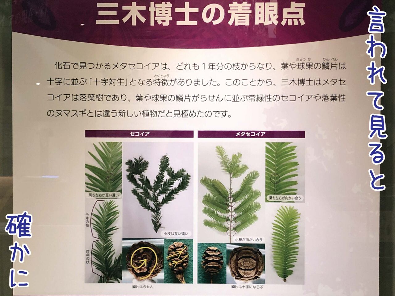 しれっとそこにあるシーラカンス級のストーリー メタセコイア ゆるジオ