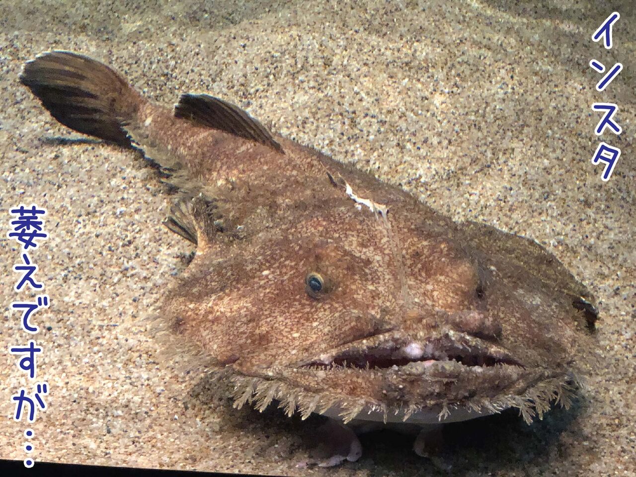 回答で年代測定できそうな 大洗 といえば何を思い浮かべますか アクアワールド茨城県大洗水族館 ゆるジオ 回答で年代測定できそうな 大洗 といえば何を思い浮かべますか アクアワールド茨城県大洗水族館 ゆるジオ