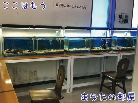 小さな水槽の前に置かれたイス
