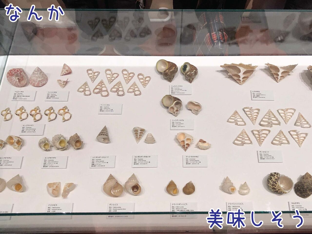 今、断面が熱い！？貝殻は外見だけでなく中もため息でるほど美しい
