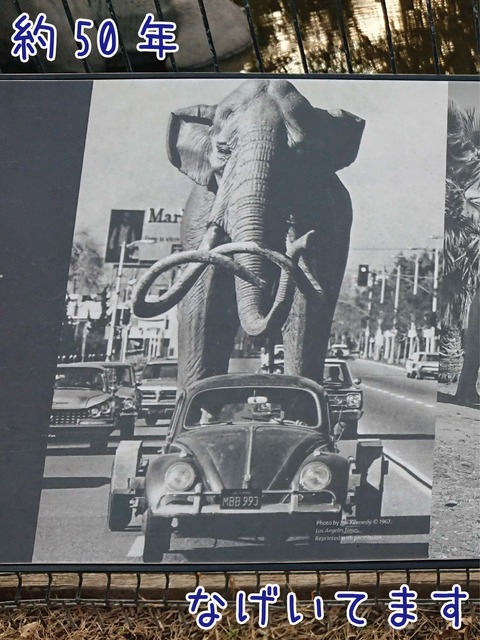 お父さんマンモスが車に乗せられて移動中の写真