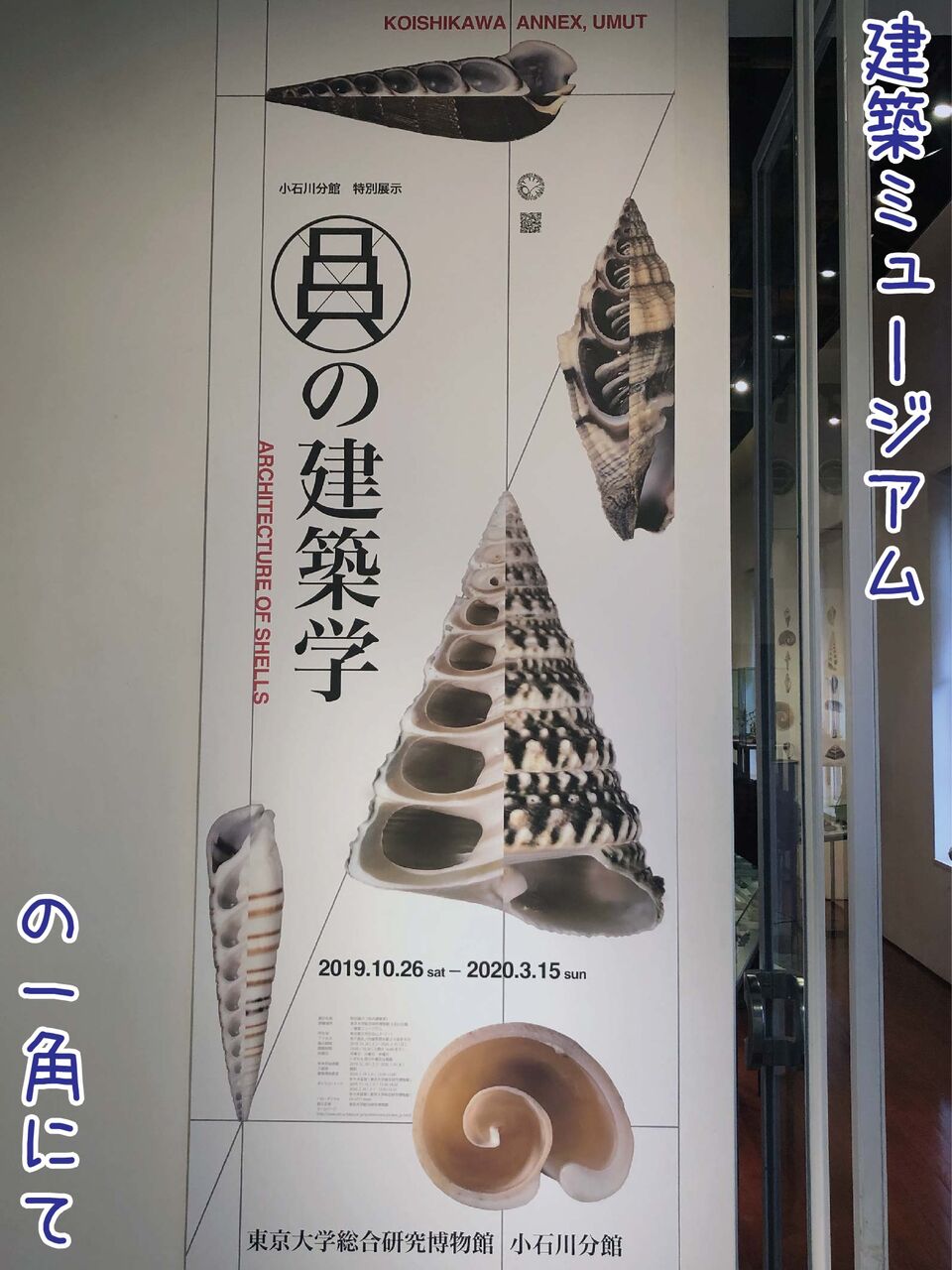今 断面が熱い 貝殻は外見だけでなく中もため息でるほど美しい 東京大学総合研究博物館小石川分館 西宮市貝類館 ゆるジオ